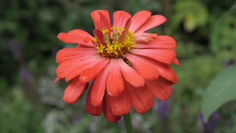 Flor-Roja-De-Cerca