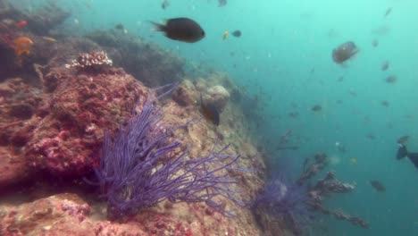 Un-Buzo-Es-Testigo-De-Hermosas-Y-Abundantes-Criaturas-Marinas-Bajo-El-Agua-En-El-Océano-De-Andaman,-India:-Plano-General