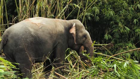 Thai-elephant-eats-bamboo-leafs-in-the-bamboo-forest