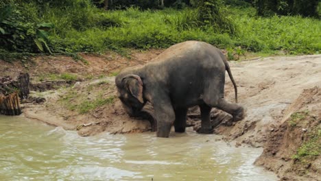 Elefante-Viejo-Apoyándose-Con-La-Trompa-Para-Entrar-Al-Lago.