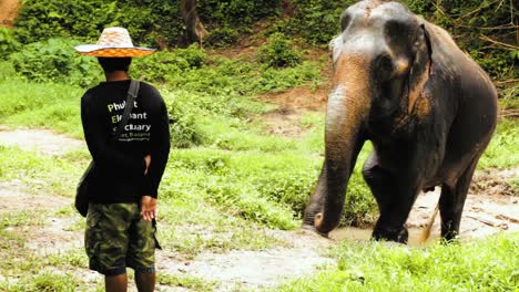 Eine-Verletzte-Alte-Elefantendame-Geht-Vom-Teich-Zu-Ihrem-Mahout,-Um-Nach-Einer-Banane-Zu-Fragen