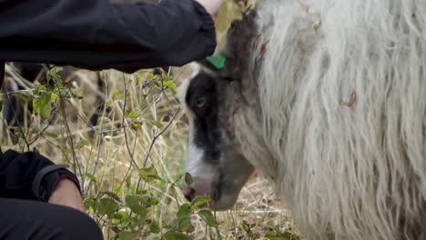 Woman-feeding-sheep-from-hands