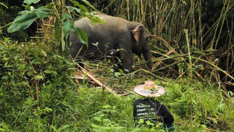 Mahout-watching-out-for-his-elephant-in-the-nature