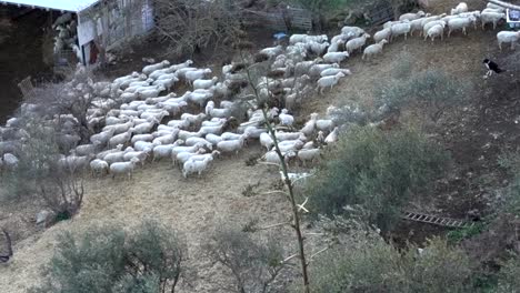 Sheep-herd-waiting-outside-the-stall-before-sunset