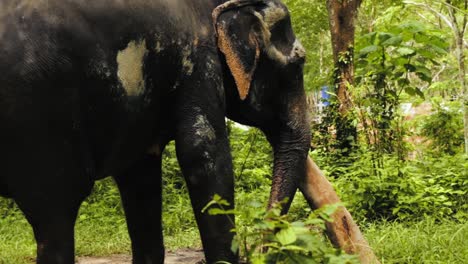 Alter-Elefant-Kratzt-An-Einem-Baum-Im-Wald