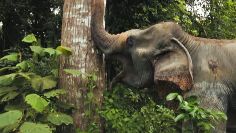 Vieja-Elefante-Hembra-Comiendo-Hojas-En-El-Bosque