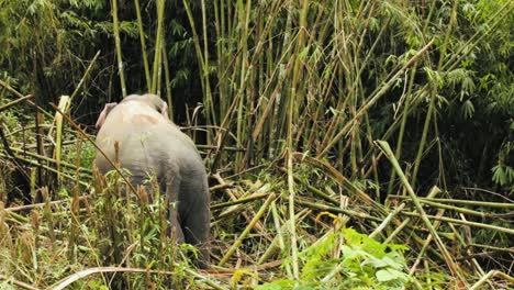 Thai-elephant-int-the-bamboo-forest