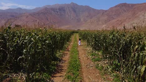 Niña-Corriendo-Libremente-En-Medio-De-Una-Plantación-Verde-En-Una-Granja-Agrícola,-Chancay,-Lima