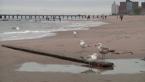 Cuatro-Gaviotas-En-La-Playa-Con-Gente-En-El-Fondo-Distante-Junto-Con-El-Muelle