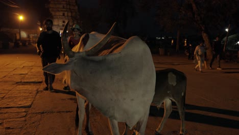 Heilige-Kühe-Vor-Dem-Virupaksha-Tempel,-Die-Von-Einheimischen-Gesegnet-Werden,-Indische-Straße-Bei-Nacht