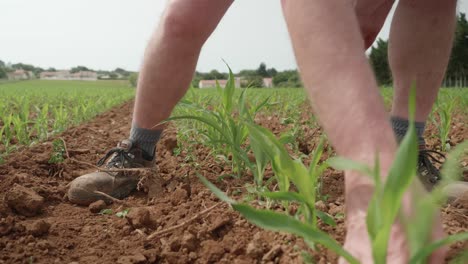 Landwirt-Glättet-Mit-Den-Fingern-Den-Boden-Neben-Den-Ausgesäten-Pflanzen