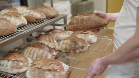 Factory-Worker-Inspecting-Fresh-Baked-Bread-From-Tray