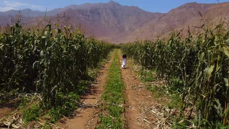 Niña-Corriendo-Libremente-En-Medio-De-Una-Plantación-Verde-En-Una-Granja-Agrícola,-Chancay,-Lima