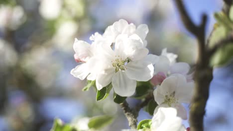 An-aesthetic-shot-of-a-beautiful,-colourful-flowering-apple-tree-in-the-garden