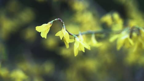 An-aesthetic-4k-video-of-a-colorful,-blooming-flower-slowly-moving-in-the-wind