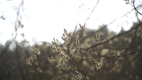 Das-4K-Video-Zeigt-Eine-ästhetische-Nahaufnahme-Eines-Blühenden-Astes-An-Einem-Baum,-Der-Sich-Federleicht-Im-Frühlingswind-Bewegt