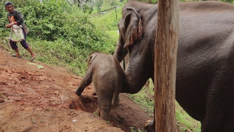 La-Madre-Elefante-Enseña-Y-Cuida-A-Su-Cría-Mientras-Tropieza-Con-El-Barro-Resbaladizo.