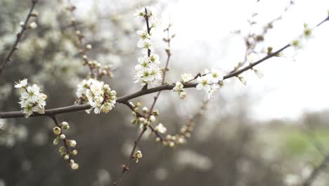 A-close-up-of-wonderful,-white-blooming-flowers-on-a-branch-with-buds-that-blow-gently-in-the-wind-on-a-beautiful-spring-day