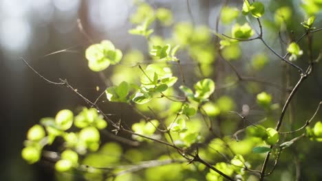 The-video-shows-a-colorful,-blooming-branch,-which-moves-aesthetically-and-calmly-in-the-spring-wind