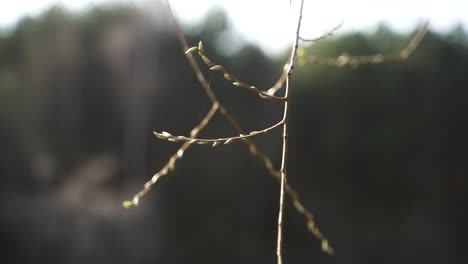 El-Vídeo-En-4k-Muestra-Un-Primer-Plano-Estético-De-Una-Rama-Floreciente-De-Un-árbol-En-Primavera.