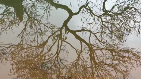 Cámara-Aérea-De-Drones-Filmada-Cinematográficamente-La-Sombra-De-Un-árbol-Alto-Cae-En-El-Agua-De-Arroz-Y-El-Agua-Fluye