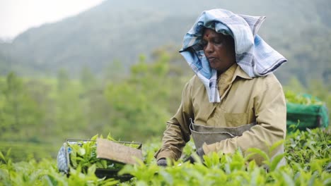 Trabajador-Tamil-Arrancando-Y-Recortando-Hojas-De-Té-Frescas