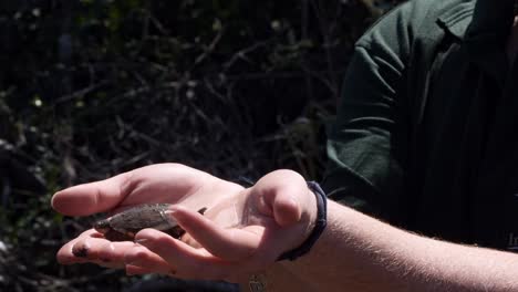 Woman-shows-a-small-African-helmeted-turtle-on-her-hands