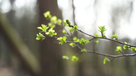 El-Vídeo-Muestra-Una-Rama-Floreciente-Y-Colorida-Que-Se-Mueve-De-Forma-Estética-Y-Tranquila-Con-El-Viento-Primaveral.