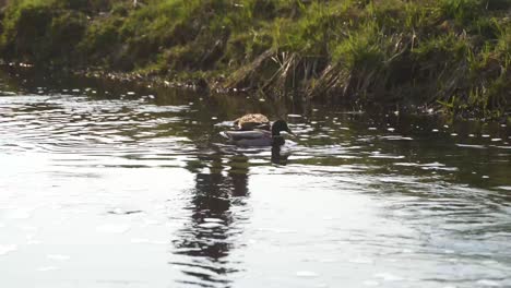 Eine-Aufnahme-Wilder,-Farbenfroher-Enten,-Die-An-Einem-Sonnigen,-Warmen-Frühlingstag-Langsam-Und-ästhetisch-Flussaufwärts-Schwimmen