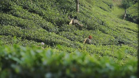 Grupo-De-Mujeres-Recolectoras-Arrancando-Hojas-De-Té-En-Una-Plantación-De-Té-En-Munnar,-Kerala,-India