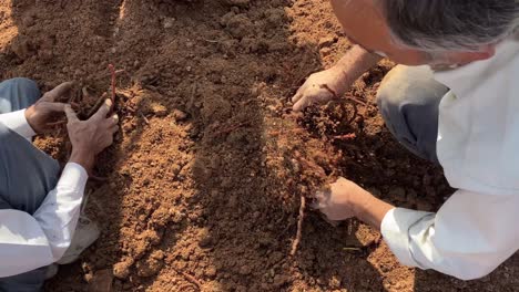 Natural-red-color-plant-the-rubia-roots-ronas-farmer-get-it-from-the-soil-dry-grind-and-make-powder-for-handmade-dyeing-and-beauty-or-cooking-purpose-make-Persian-carpet-cotton-wool-in-Iran-Yazd-Saudi