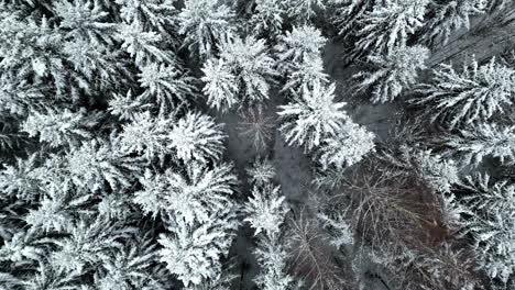 Vista-Aérea-Hacia-Abajo-De-Un-Bosque-Siempre-Verde-En-Heladas-Y-Nieve.