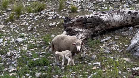 En-Las-Colinas,-La-Madre-De-Ovejas-Merinas-Kasmiri-Y-Sus-Crías-Comen-Hierba-Pequeña.