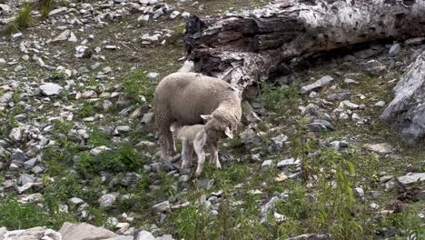 Ovejas-Merinas-Kasmiri-Hay-Una-Oveja-Bebiendo-La-Leche-De-Su-Madre