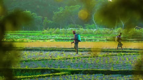 Agricultor-Rural-Pobre-Rociando-Pesticidas-En-Campos-De-Hortalizas