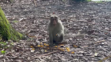 pov-shot-A-monkey-is-eating-the-food-given-by-the-tourist