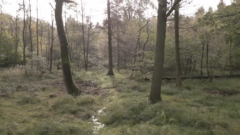 Aerial-flying-through-the-woodland-circling-tree-trunks