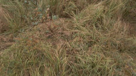 Toma-Aérea-En-Vuelo-Bajo-Que-Se-Mueve-Hacia-Atrás-Para-Revelar-El-Bosque-Desde-Un-Campo-De-Hierba-Abierto.