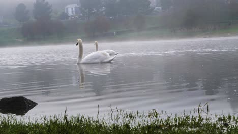 Hermosos-Cisnes-Blancos-Nadando-En-El-Embalse-De-Cachamuiña-Rodeados-De-Niebla-En-Un-Día-Nublado-Y-Frío