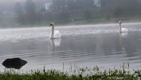 Hermosos-Cisnes-Blancos-Nadando-En-El-Embalse-De-Cachamuiña-Rodeados-De-Niebla-En-Un-Día-Nublado-Y-Frío