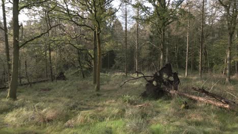 Aerial-flying-through-the-woodland-amongst-fallen-tree-with-exposed-roots