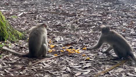 pov-shot-many-male-monkey-and-female-mokey-are-eating-the-food-given-by-toristo