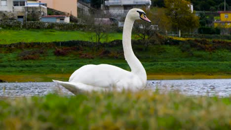 Wonderful-white-swan-in-the-Cachamuiña-reservoir-surrounded-by-water-and-grass-on-a-cloudy-and-cold-day