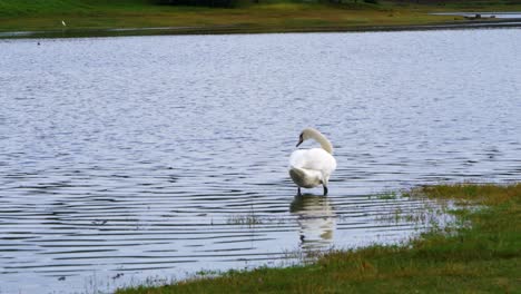 Wunderschöner-Weißer-Schwan-Im-Cachamuiña-Stausee-An-Einem-Bewölkten-Und-Kalten-Tag