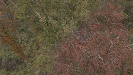 Toma-Aérea-De-Arriba-Hacia-Abajo-En-Espiral-Sobre-Los-árboles-Anaranjados-Del-Otoño.