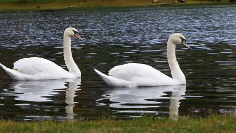 Wunderschöne-Weiße-Schwäne-Schwimmen-An-Einem-Bewölkten-Und-Kalten-Tag-Im-Cachamuiña-Stausee,-Umgeben-Von-Wasser-Und-Gras