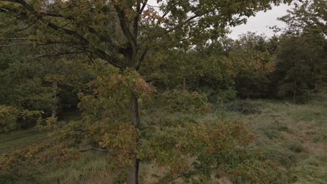 Slow-aerial-shot-flying-around-an-orange-autumnal-tree-in-the-woods