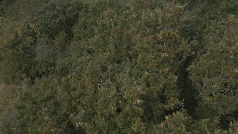 Aerial-shot-flying-up-and-over-the-woodland-while-panning-down-to-see-the-tops-of-the-tree