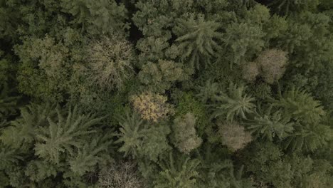 Slow-aerial-top-down-shot-flying-through-the-autumnal-woods