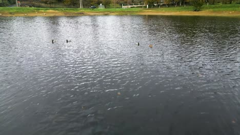 Hermosa-Toma-Aérea-Del-Paisaje-Del-Embalse-De-Cachamuiña-Con-Patos-En-El-Agua-En-Un-Día-Nublado-Rodeado-De-árboles